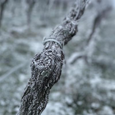 Der Winter hat so etwas schönes…. ️ 
#einzigartig #winterwonderland #kalt #minusgrade #frost #wine #wein #dierbach…